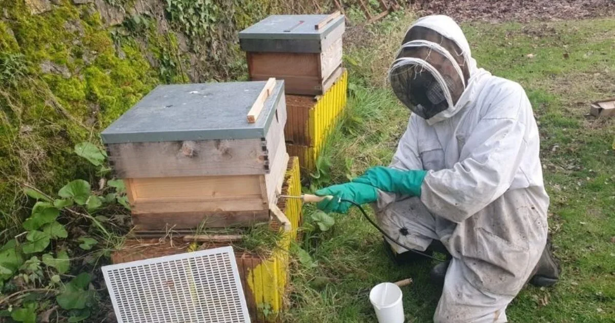 Hive-Minded: Bee Talk with Derek Blanche flyer